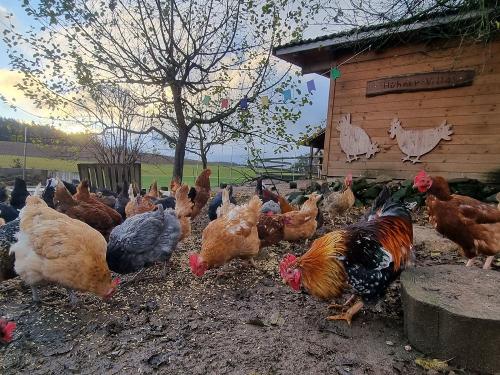 Unsere bunte Hühnerschar ist fürs Frühstücksei zuständig