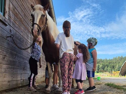gemeinsames Pferdputzen am Gowerlhof