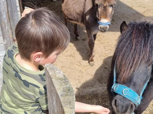 Unser Pony Oscar und Esel Paula