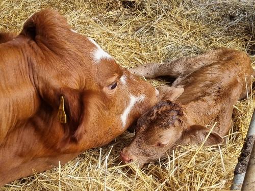 Mutterkuhhaltung - Die Kälbchen bleiben bei der Mutter