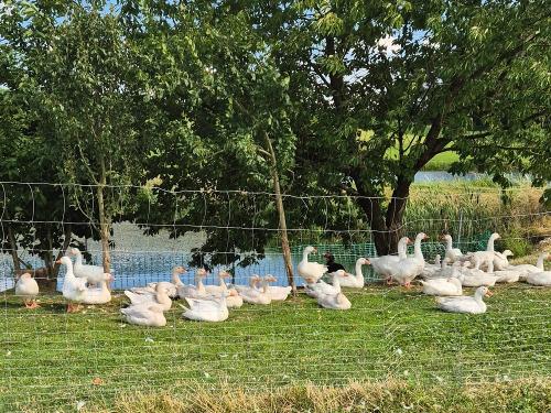 Unsere Gänse am eigenen kleinen Teich