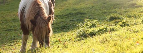 eines unserer Pony´s