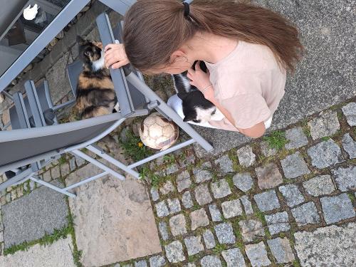 Keks und Oreo