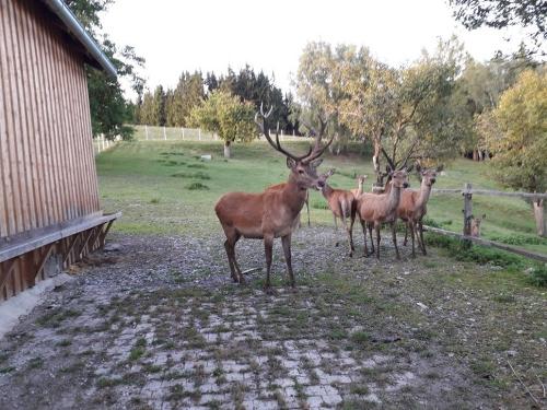 Max und seine Herde