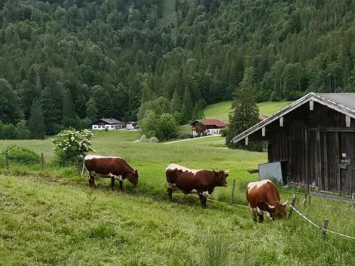 Unsere Weidekühe im Sommer