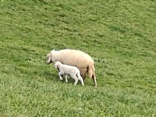 Schafe auf der Sommerweide