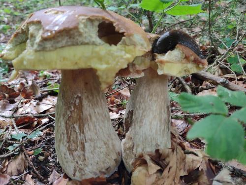 Steinpilz