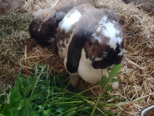 Schlappohr Schlappohr