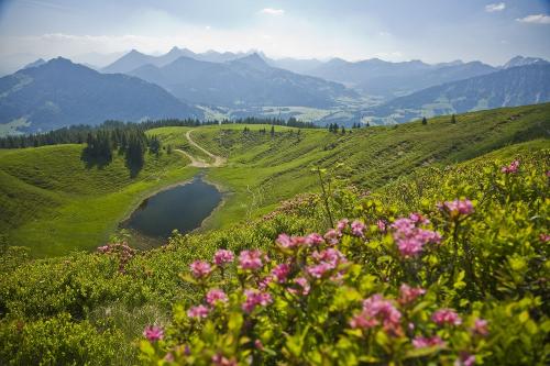 Alpenrosenblüte am Wertacher Horn
