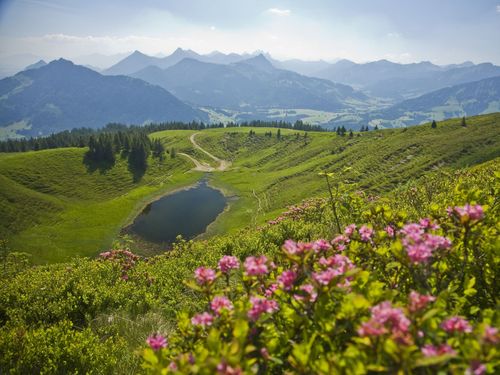 Alpenrosenblüte am Wertacher Horn Alpenrosenblüte am Wertacher Horn