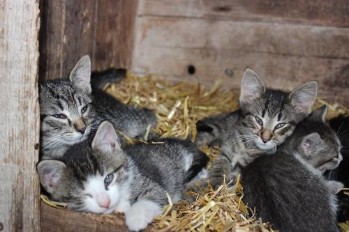 schmusekatzen