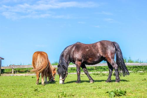 ponypower