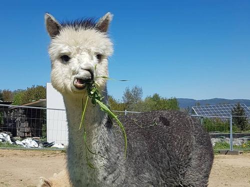 Unsere besonderen Mitbewohner am Simmernhof