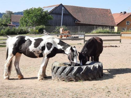Peter und Sunny erwarten Euch