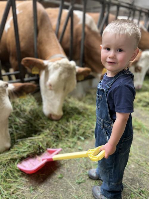 Kuehe Fuettern im Stall macht Spass