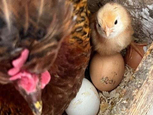 Nachwuchs bei den Hühnern