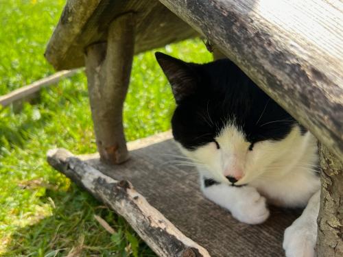 Katze im Vogelhaus