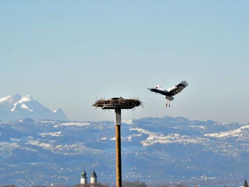 Storch Ludwig im Anflug