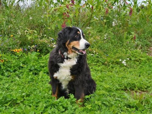 Hofhund Bella