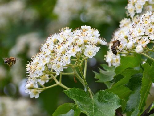 Bienenweide - Blüte der Elsbeere