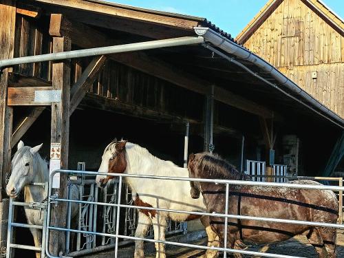 unsere   tierischen  Gäste