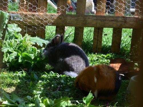 Hase Moritz und Meerschweinchen Tim und Tom
