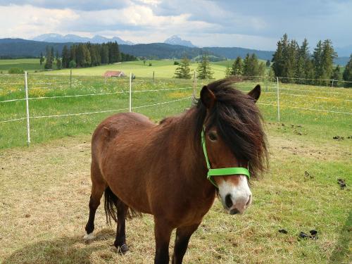 Schnickschnack - unsere liebe Ponydame