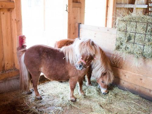 Unsere Ponys
