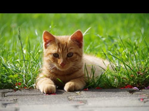 unserekatze