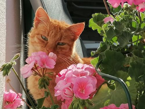 Ferienhof Hefele Katze Liesl Ferienhof Hefele Katze Liesl