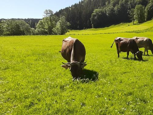 glückliche Kühe vor dem haus