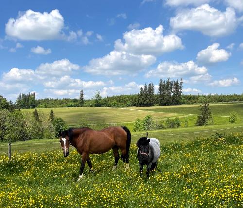 ponyswiese