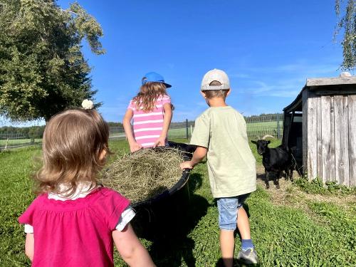 Kinder füttern die Ziegen