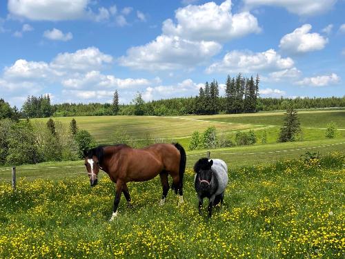 Ponys auf saftiger Wiese