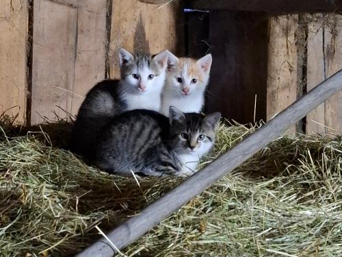 Unser kleinen Katzen
