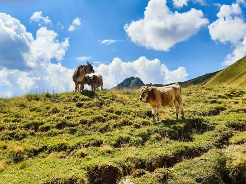 wandern mit tollen Begegnungen