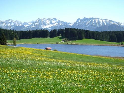 Wunderschöne Löwenzahnblüte am Attlesee