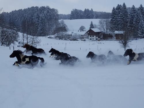 Winter Auslauf