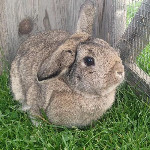Hase