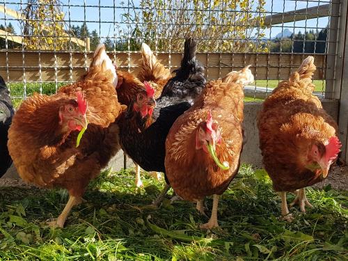 Frische Eier gibt s von unseren Hühner Frische Eier gibt s von unseren Hühner