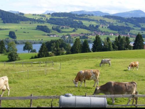 seeblick