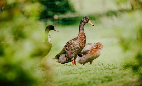 enten_001klein