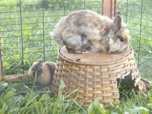 hase22lonie22mit22stupsi22