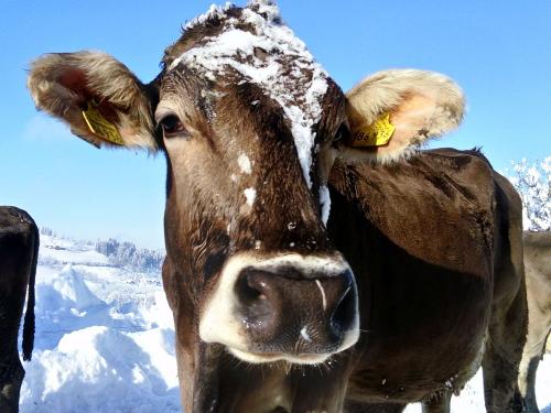 Kühe im Schnee