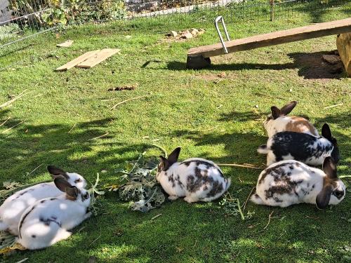 Unsere Hasen im Außengehege