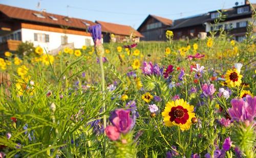 Können Sie den Duft der Blumen schon riechen?