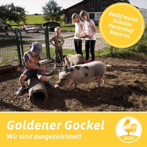 goldener gockel