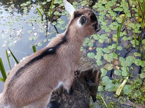 Bubi genießt den Ausblick über den Teich