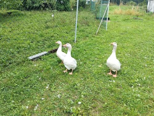 Oscar und Frieda mit Nachwuchs