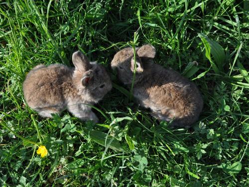 Häschen Nachwuchs